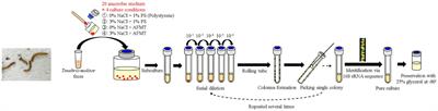Diversity and community composition of strictly anaerobic and culturable bacteria from the feces of Styrofoam-fed Tenebrio molitor larvae: a culturomics-based study